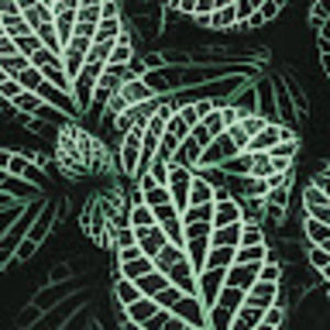 Meet your Posher, Corey